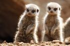 Politikář: Kéž jsou Babišovy surikaty šťastny tak jako my!