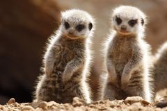 Politikář: Kéž jsou Babišovy surikaty šťastny tak jako my!