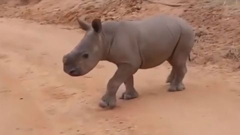 Malý nosorožec slyší na jméno. Kontakt s Warrenem udržují lidé jen při krmení