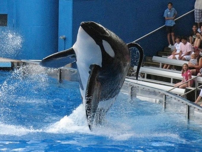 Tohle je pětitunová kosatka Tilikum při představení. Zemřela v zábavním parku v roce 2017.