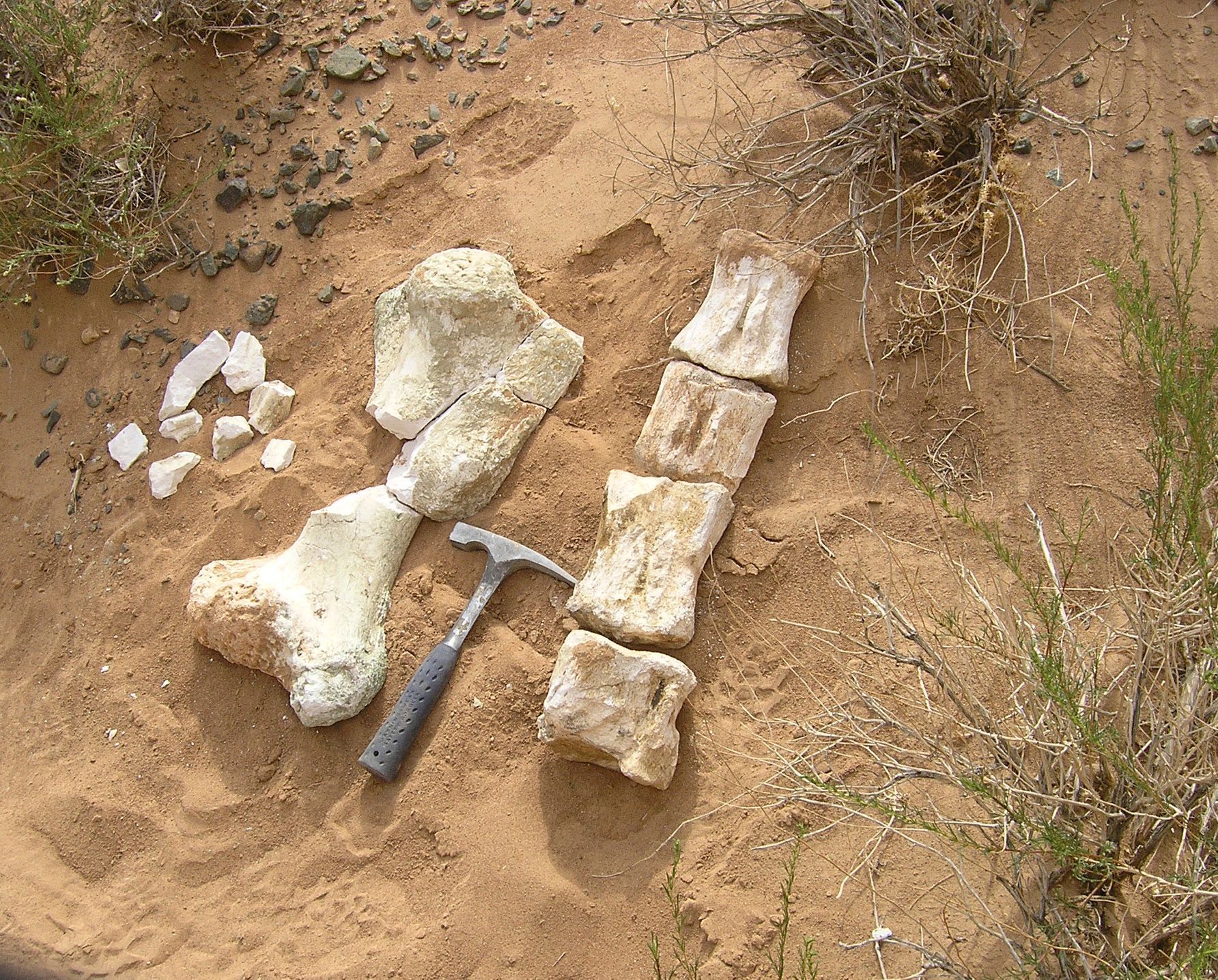 Kosti dinosaura v poušti Gobi.