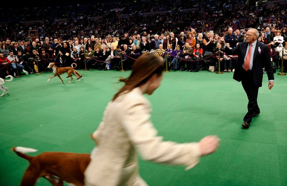 Výstava psů v New Yorku