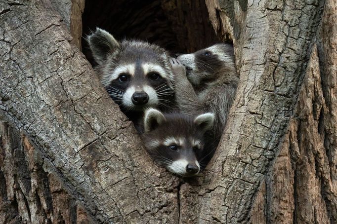 Vítězné fotografie ze soutěže Nikon Comedy Wildlife Awards 2024