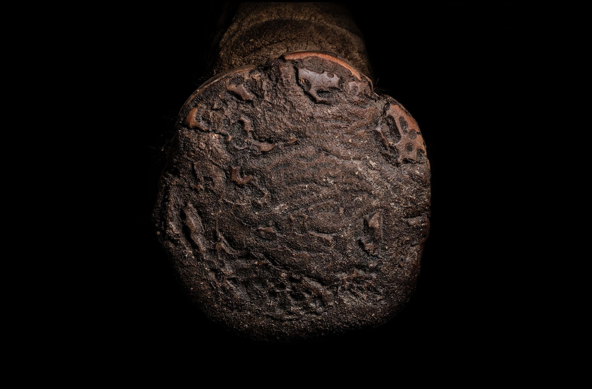 Zvířecí tlapy v úžasných detailech