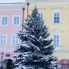 Vánoční strom, Česko, Vánoce, Domácí