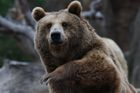 Odchycený medvěd by dočasně mohl do zoo Hluboká, kraj preferuje odstřel zvířete