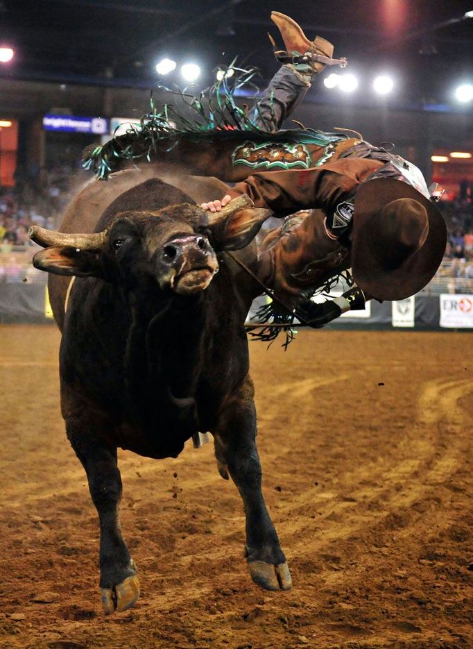 Čejen Seth Glause z Wyomingu jede na býku Will the Pill během 128. ročníku Silver Spurs Rodeo pořádaného v Osceola Heritage Park in Kissimmee, Florida, 17. února 2012. Jedná se o největší rodeo východně od řeky Mississippi a je natolik důležité pro místní obyvatele, že mají všechny státní školy v tento den zavřeno. REUTERS/Octavian Cantilli