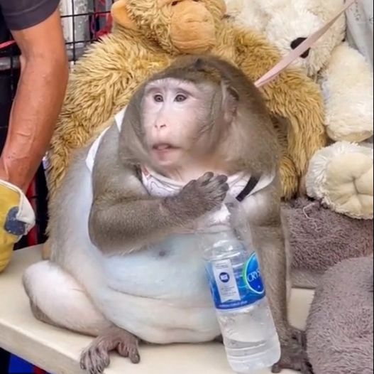 Obézní opice shazuje přebytečná kila v odtučňovacím táboře