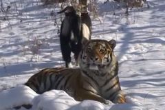 Přátelství tygra a kozla v zoo prošetřují ruské úřady. Označují ho za propagandu homosexuality