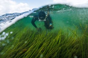 Foto: Zelené louky, ale pod vodou. Potápěči zachraňují trávu na dně Baltského moře