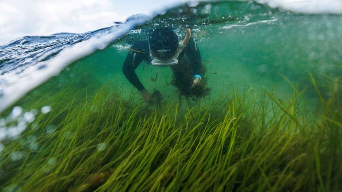 Foto: Zelené louky, ale pod vodou. Potápěči zachraňují trávu na dně Baltského moře