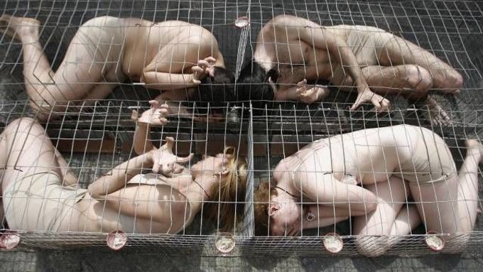 Protest vegetariánské části aktivistů z organizace PETA: V Madridu protestovali proti požírání zvířat tak, že se sami nechali zavřít do klecí, v nichž se přepravuje drůbež.