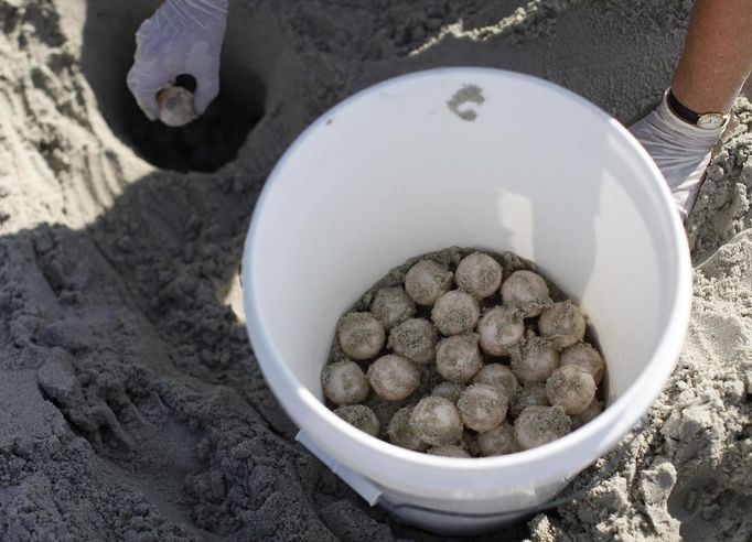 South Carolina United Turtle Enthusiasts (SCUTE), volunteer area coordinator Goffinet McLaren relocates a freshly laid Loggerhead turtle nest on Litchfield Beach, South Carolina August 9, 2012. The volunteers carefully removed the 84 eggs and buried them higher in the dunes and out of harms way after a female had laid her eggs too close to the tide line according to researchers. Turtle volunteers walk the area's beaches along South Carolina's coast daily during the nesting season, looking for signs of turtle activity and keeping tabs on the progress of the endangered species of turtles that lay their eggs along the coast. Photo taken August 9, 2012. REUTERS/Randall Hill (UNITED STATES - Tags: ANIMALS ENVIRONMENT) Published: Srp. 21, 2012, 12:51 odp.