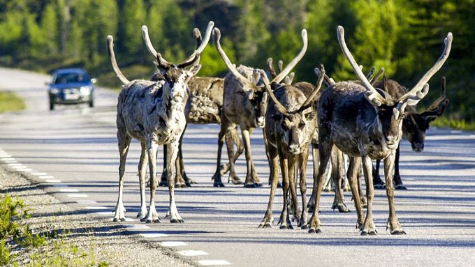 Sobi v Laponsku neprchají zděšeně před auty. Dlouhé minuty před nimi stojí a přežvykují, v klidu vykonají potřebu a odejdou středem silnice.