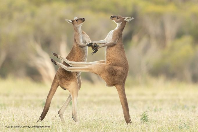 Vítězové soutěže Comedy Wildlife Photography Awards 2021