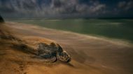OBOJŽIVELNÍCI A PLAZI: Brian Skerry (USA): Starodávný rituál. Kožatka velká, největší žijící druh želvy na světě, se po nakladení vajec vrací do moře. (Nikon D5 + 17-35mm; 10 s, f/8; ISO 1600; blesk Nikon; dálková spoušť).