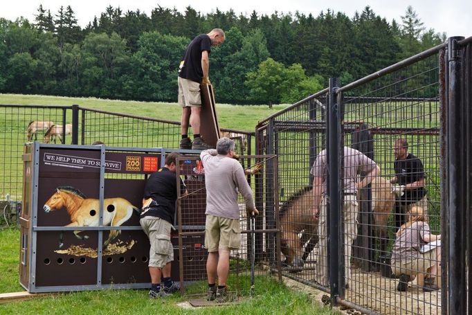 A takhle se loni čeští převaláci stěhovali do Mongolska. Snímek zachycuje nakládání koní ve stanici v Dolním Dobřejově.