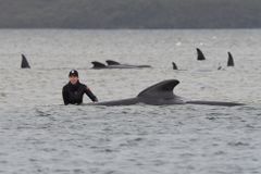 Většina z 500 velryb uvázlých na plážích v Tasmánii zahynula. Záchranáři bojují dál
