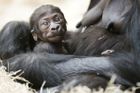 Dohady končí, gorilí mládě v Zoo Praha je kluk