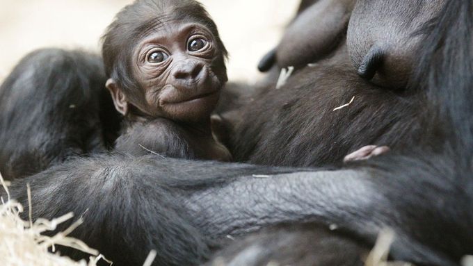 Gorilí mládě, které se narodilo v Zoo Praha 22. 12. 2012.