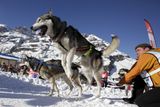 V osmém ročníku La Grande Odyssée museli závodníci a jejich psí spřežení zvládnout tisíc kilometrů obtížným alpským terénem v Horním Savojsku.