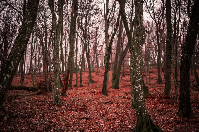 Les v pohoří Tribeč.