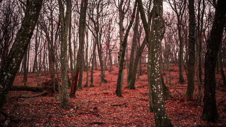 Tajemné slovenské hory Tribeč: lidé se tu ztrácí už 90 let. Anebo je všechno jinak?; Zdroj foto: Shutterstock
