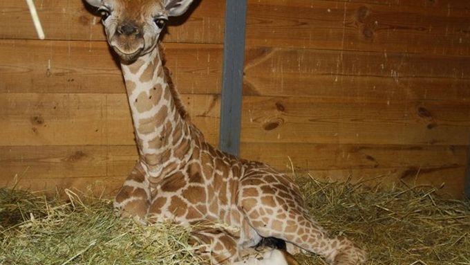 Žirafí mládě s pořadovým číslem 62 se narodilo v pondělí 19. ledna ráno v 8:09