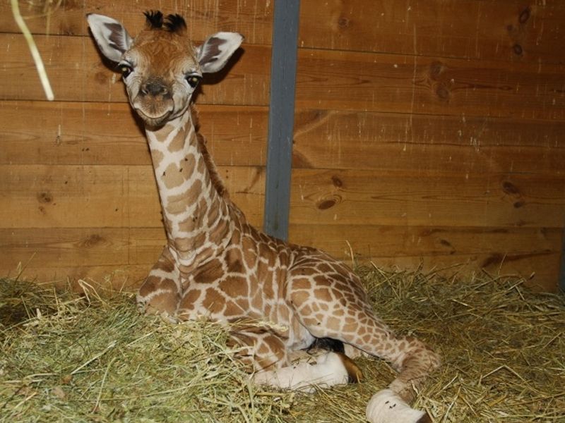 V pražské ZOO se narodilo mládě žirafy