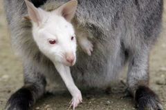 V Austrálii vymírají divoce žijící zvířata