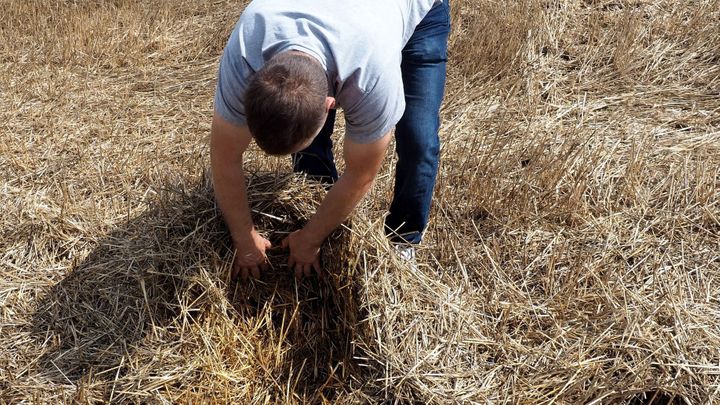 Účet za hraboší kalamitu: škody za půl miliardy a částka poroste, tvrdí zemědělci