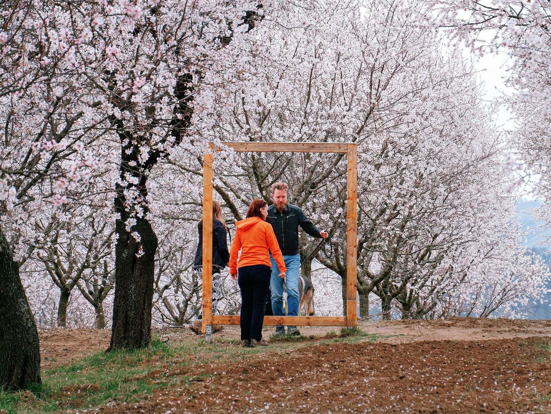 Mandloňové sady v Hustopečích v plném květu, březen 2024