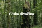 Česká divočina