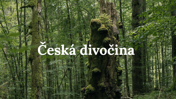 Vítá vás česká divočina. Zmapovali jsme neporušené lesy, kam lidé jen stěží vkročí