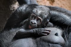 Gorilí mládě z pražské zoo je kluk, potvrdily to testy DNA. Jméno vybere veřejnost