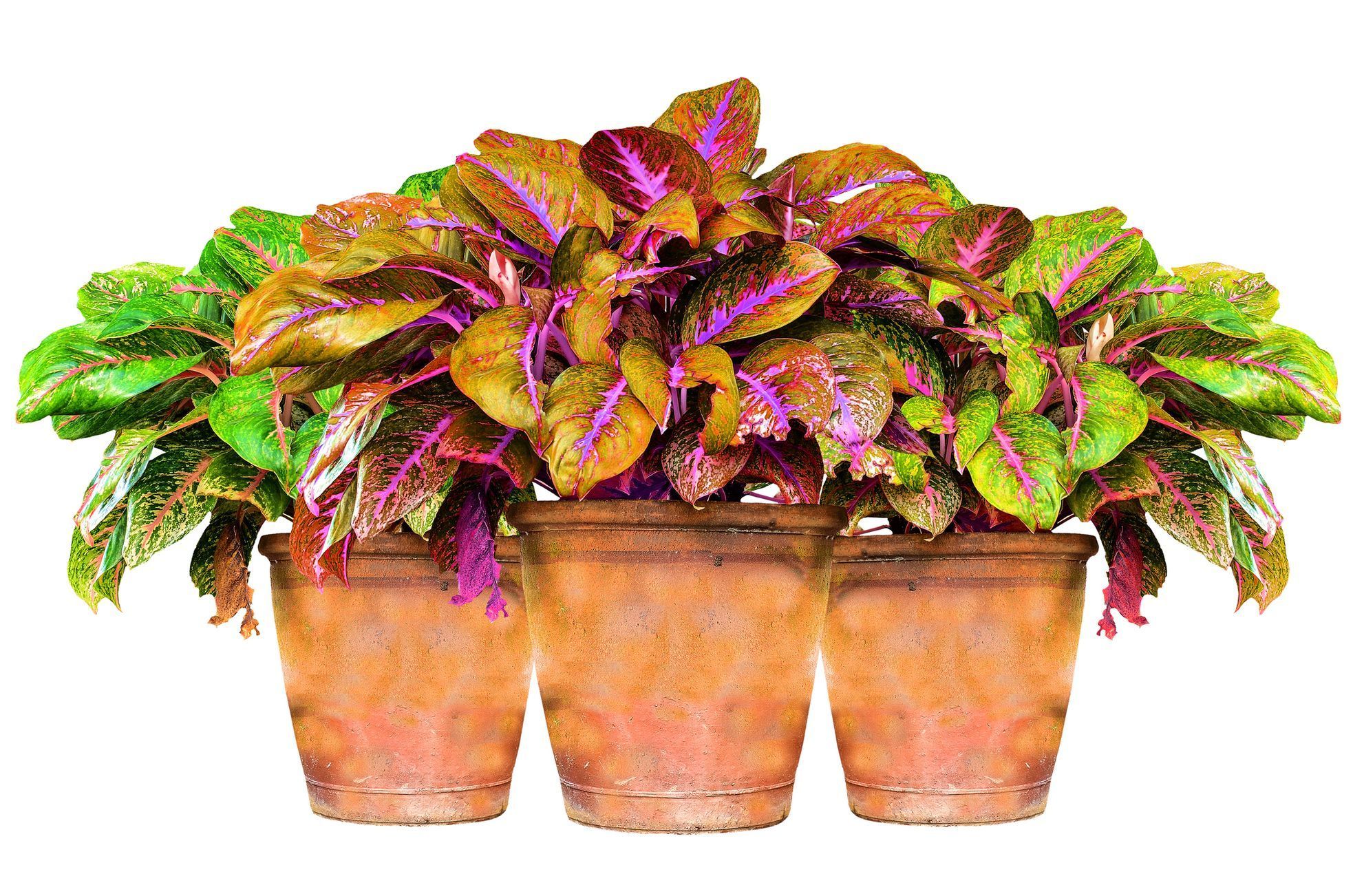 Aglaonema
