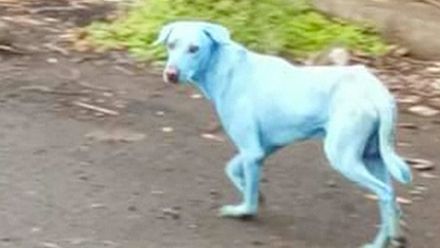 V ulicích Bombaje se objevili modří psi. Užaslí Indové si je natáčeli