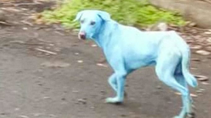 V indické Bombaji se začali objevovat modří psi. Úřady zjistily, že do místní řeky vypouští jedna z firem odpad stejné barvy.