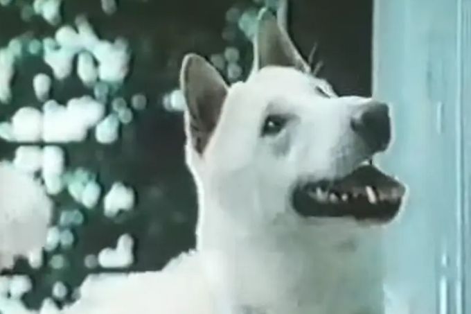 Hlavního čtyřnohého hrdinu v seriálu Goro, bílý pes si zahrál pes plemene Kishu-Inu.