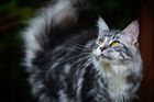 Hasiči odpojili půlku města od proudu kvůli záchraně kočky jménem Nebelvír