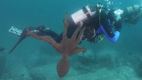 Obří chobotnice zaútočila na potápěče. Ovíjela se mu kolem nohou