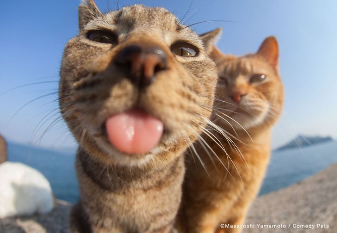 Comedy Pet Photography Awards 2023 - finalisté fotosoutěže