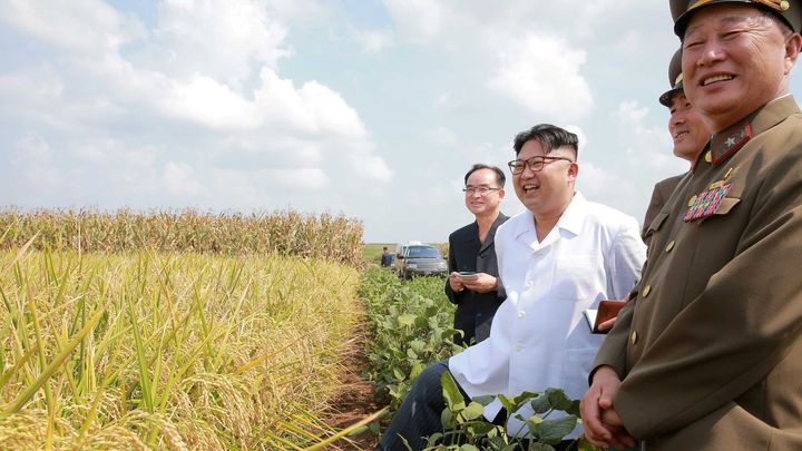 KLDR hrozí nedostatek potravin. Jezte okrasné černé labutě, radí vládní strana; Zdroj foto: Reuters