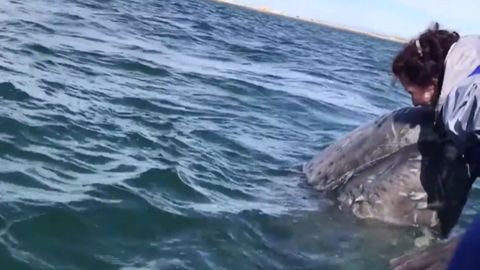 Velrybí mládě se nechalo od turistů pohladit a dalo jim i pusu