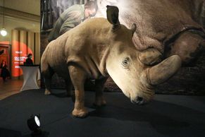 Poslední samec nosorožce severního se vrátil do Afriky. V Česku byl pět let