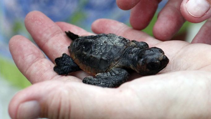 A volunteer looks at an injured Loggerhead sea turtle hatchling after an inventory on Litchfield Beach, South Carolina August 17, 2012. Turtle volunteers walk the area's beaches along South Carolina's coast daily during the nesting season, looking for signs of turtle activity and keeping tabs on the progress of the endangered species of turtles that lay their eggs along the coast. Photo taken August 17, 2012. REUTERS/Randall Hill (UNITED STATES - Tags: ANIMALS ENVIRONMENT) Published: Srp. 21, 2012, 12:48 odp.