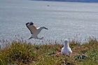 Z nemotorného albatrosa, který po přistání skončil na hlavě, je internetová hvězda