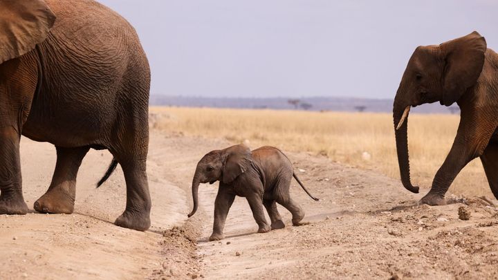 V Mosambiku se rodí stále více slonů bez klů. Evolučně se tak brání proti pytlákům; Zdroj foto: Reuters