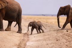 V Mosambiku se rodí stále více slonů bez klů. Evolučně se tak brání proti pytlákům