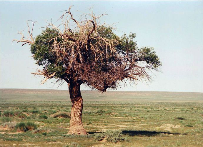 Mongolsko
